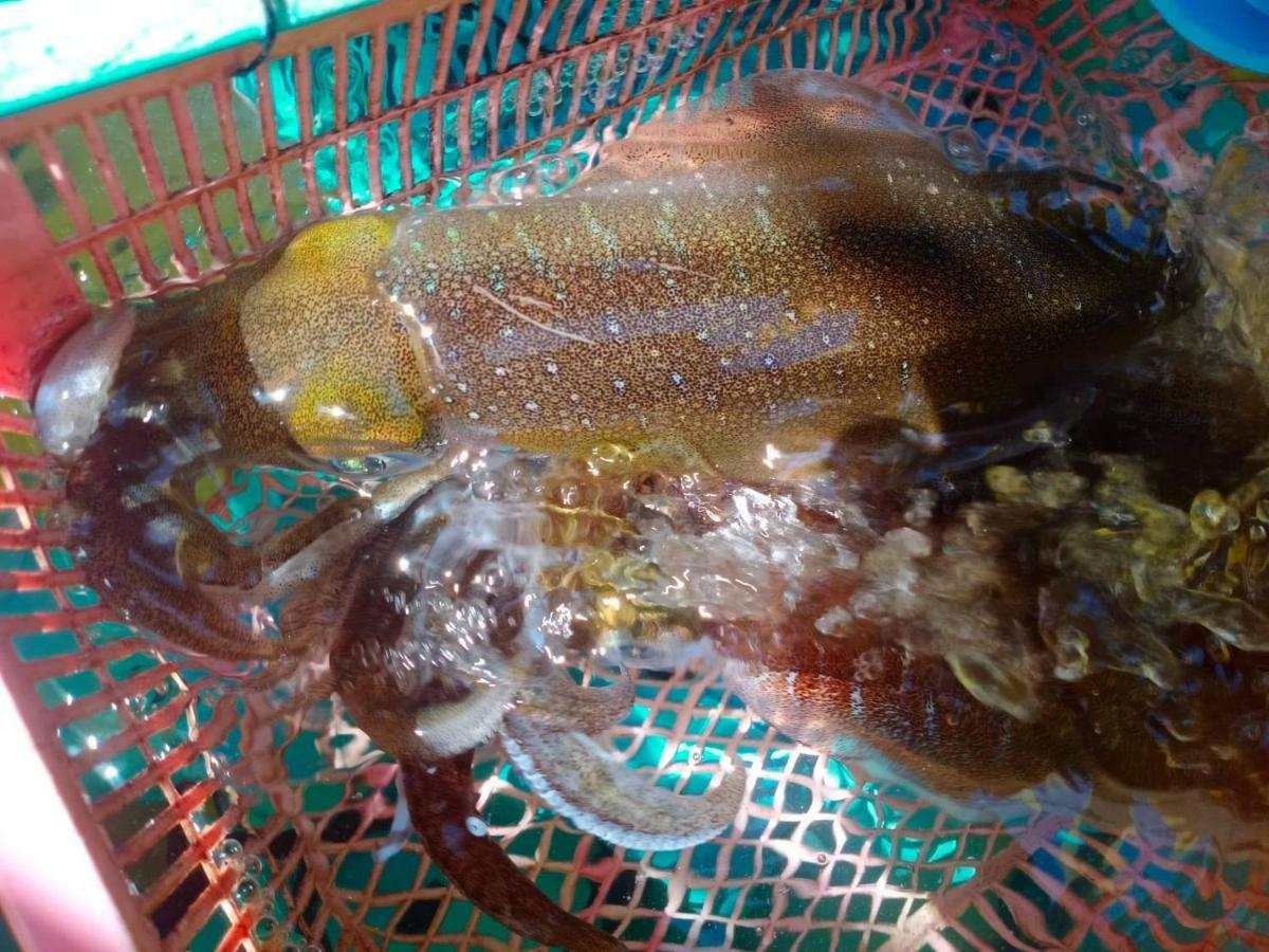 Homestay&Chaoleyseafoodrestaurant Ko Pu Luaran gambar
